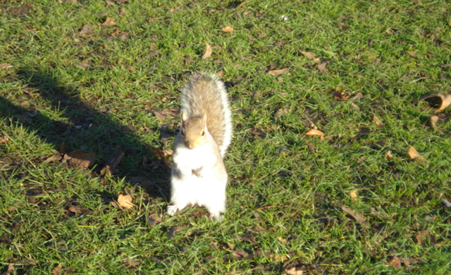 esquilo em HydePark_Londres