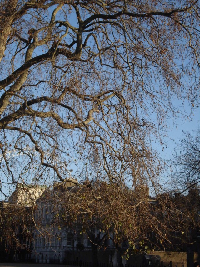 St James Park - Londres