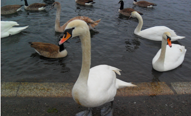 Round Pond_Kensington Gardens