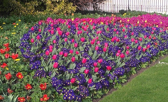 St James's Park - Londres -Primavera