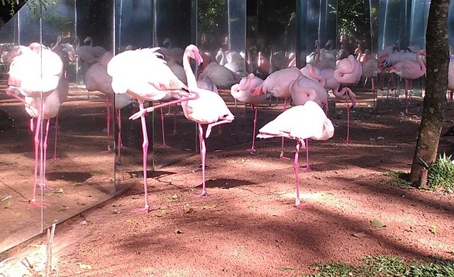 Flamingos-Parque das Aves-Foz do Iguaçú