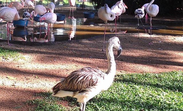 Um flamingo bebê-Parques das Aves