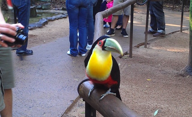 Parque das Aves Foz do Iguaçú