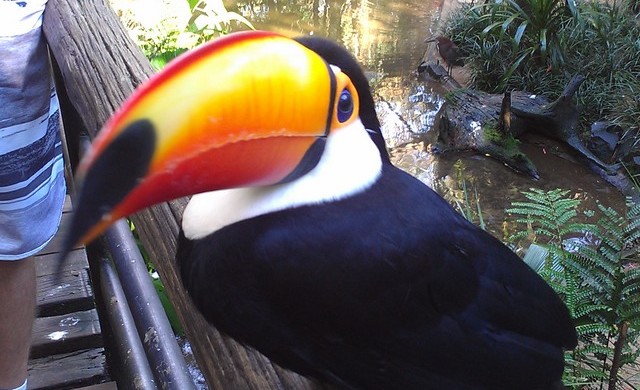 Tucano fazendo pose_Parque das Aves_Foz do Iguaçú