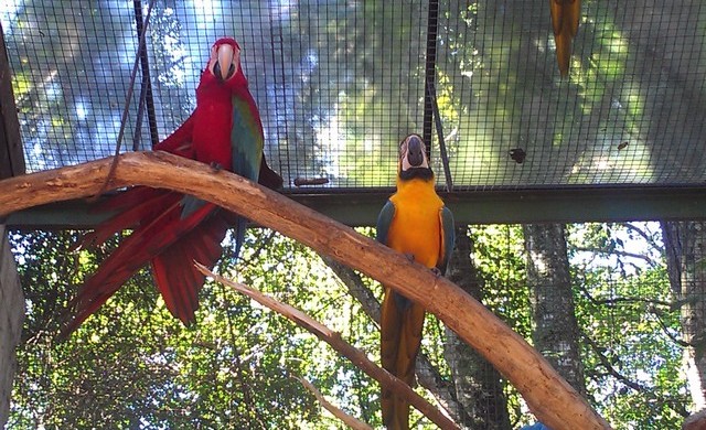 Viveiro das Araras-Parque das Aves-Foz do Iguaçú
