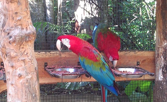 Viveiro das Araras-Parque das Aves-Foz do Iguaçú