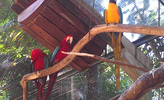 Viveiro de Araras_Parque das Aves_Foz do Iguaçu