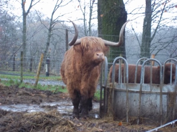 Highlnad Bull -Highlands_Escócia
