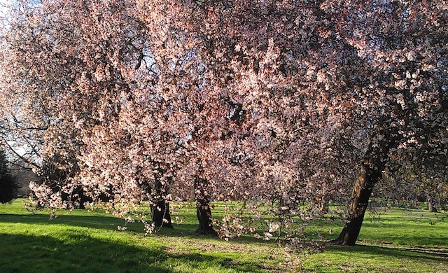 Primavera em Londres