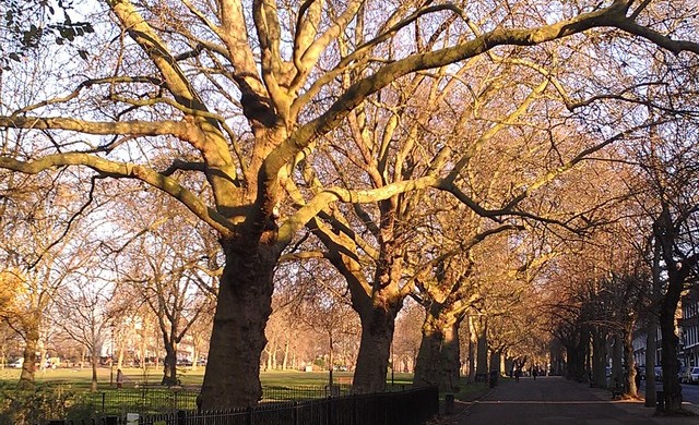 Highbury Fields -Londres Inverno