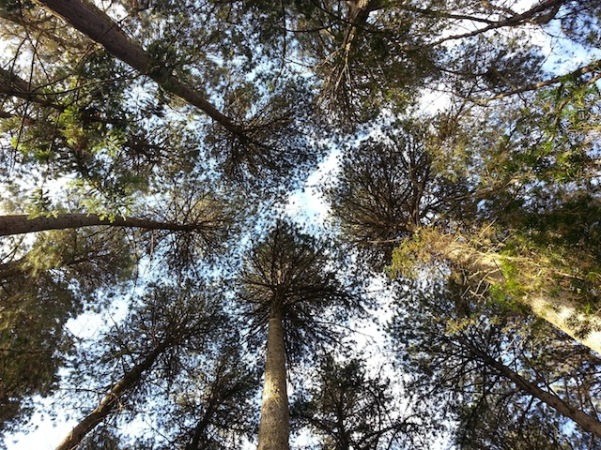 Horto Florestal - Campos do Jordão