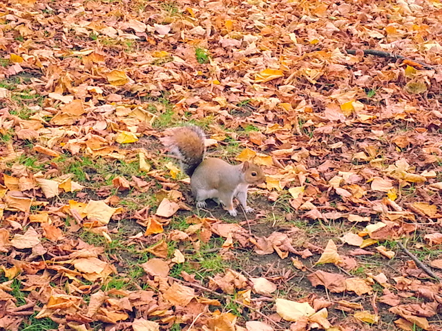 Esquilo no grama coberta de folhas no outono