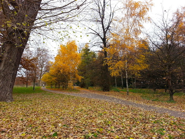grama coberta de folhas amarelas no outono - Hyde Park - Londres