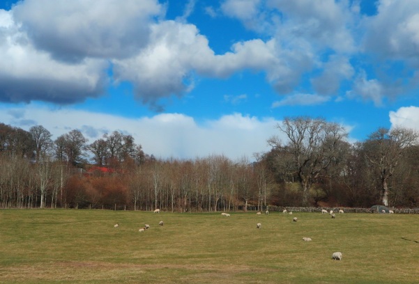 Ovelhas pastando - Caminho para Callander - Escócia