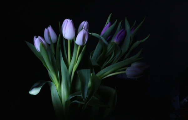 Tulipas - Lightpainting