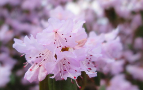 Flores em Royal Botanic Gardens - Edimburgo