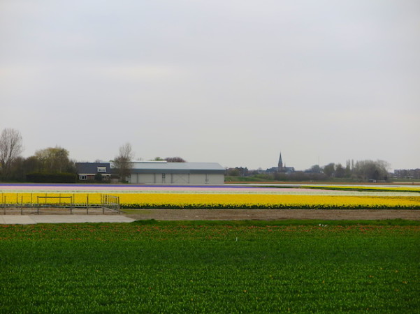 Campos de Tulipas no caminho para Keukenhof