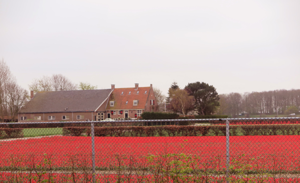 Campos de tulipas