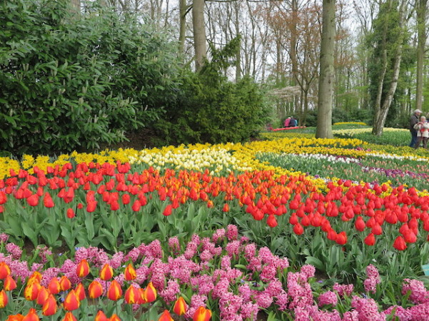 Campos floridos - Keukenhof