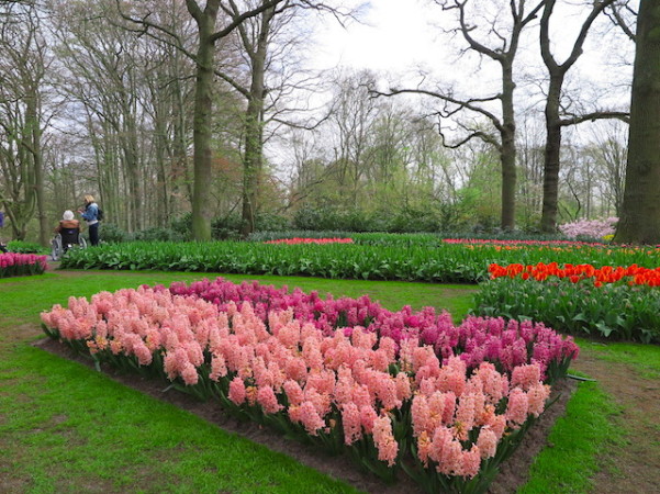 Jacintos - Keukenhof