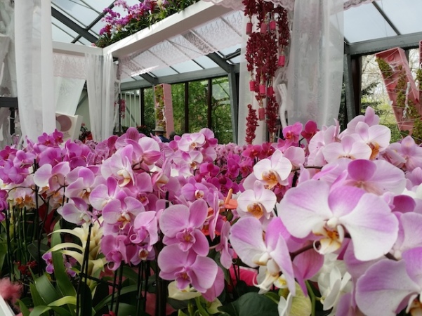 Keukenhof - Expo de Orquídeas