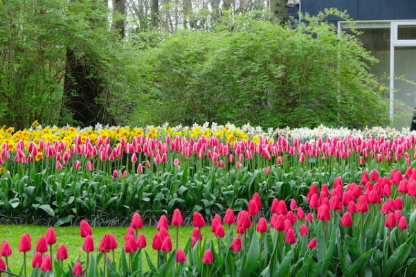 Keukenhof-Tulipas