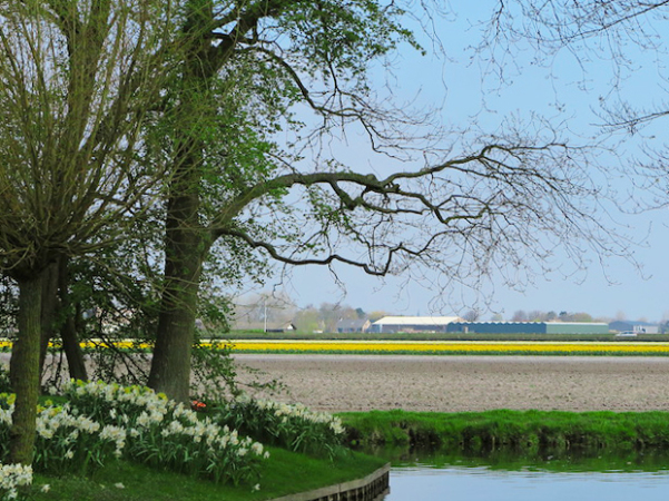 Keukenhof - Vista para os campos de tulipas