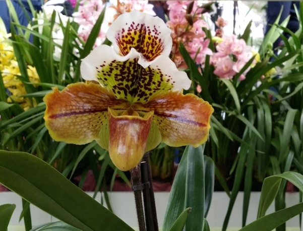 Orquídeas - Keukenhof