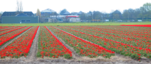 Plantação de tulipas  - Keukenhof