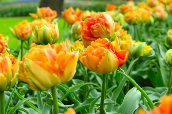 Tulipas Amarelo e laranja - Keukenhof