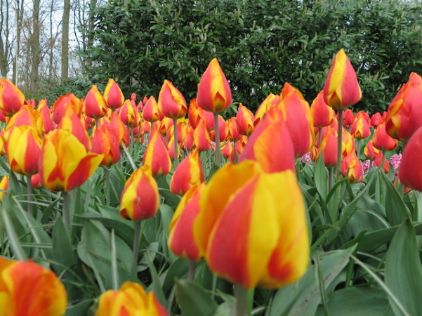 Tulipas amarelo/laranja