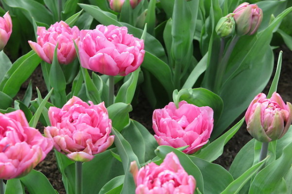 Tulipas cor-de-rosa - Keukenhof