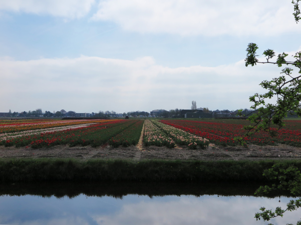 Tulipas no campo - Keukenhof