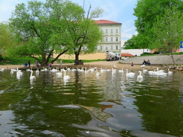 Cisnes - passio de barco pelo Rio Vltava - Praga
