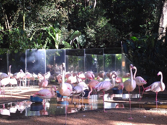 Lago do Flamingos_Parque das Aves-Foz do Iguaçu