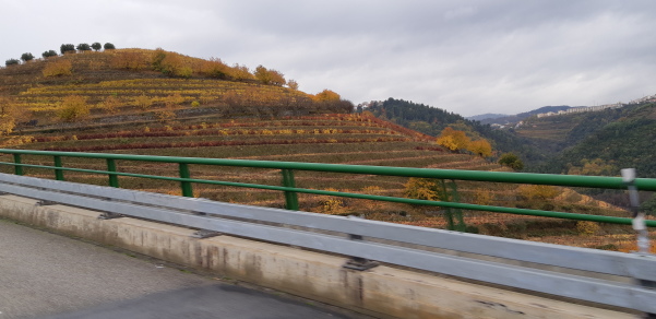 Vinhedos por todas as estradas - Norte de Portugal